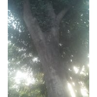 皂角法桐國(guó)槐白蠟垂柳