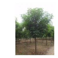 直銷重陽木基地，重陽木價格精品重陽木價格