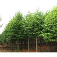 江西樂(lè)昌含笑苗|江西深山含笑苗|江西馬褂木苗