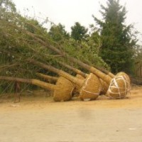 供應18公分銀杏樹