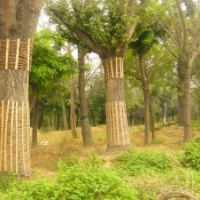 供應(yīng)銀杏樹嫁接樹