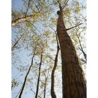 10公分柳樹價格