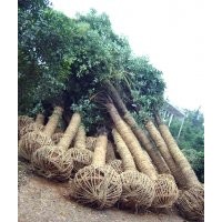 香樟9-10,獨干石楠5-9,欒樹5-10