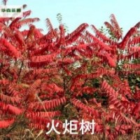 火炬樹(shù)廠家 火炬樹(shù)圖片