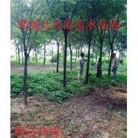國(guó)槐哪里有優(yōu)質(zhì)國(guó)槐12公分國(guó)槐價(jià)格