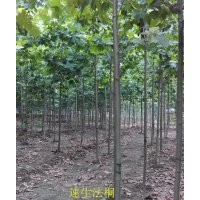 專供8公分速生法桐 8公分法桐價格 山東濟寧法桐 泰安法桐 河北法
