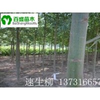 供應(yīng)速生柳，出售速生柳，石家莊速生柳，廊坊速生柳 唐山速生柳