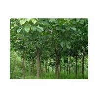 今年8公分10公分重陽(yáng)木報(bào)價(jià)重陽(yáng)木基地