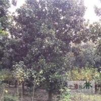 貴州廣玉蘭供應(yīng)，廣玉蘭工程苗，廣玉蘭高速路綠化