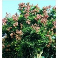 出售：18公分——1、5公分的欒樹