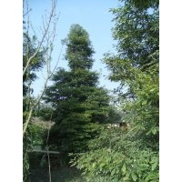 楨楠 小葉楨楠價(jià)格 楨楠產(chǎn)地