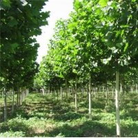 山東白蠟，山東國槐，山東法桐