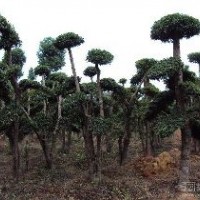 湖北刺冬青 刺冬青造型樹 武漢刺冬青 湖南刺冬青