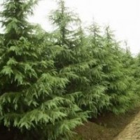 3米一級苗雪松價格 5米一級苗雪松價格 供應雪松價格