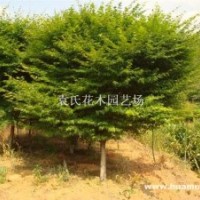 供應6-12公分雞爪槭，樹型佳