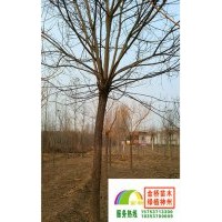 18、19、20公分二年帽國槐