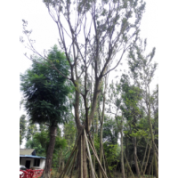 四川茶條槭 白玉蘭 哈斯榆 天竺桂 羊蹄甲 黃葛樹 銀杏 石榴