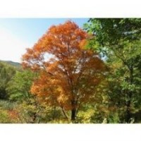 供應(yīng)蒙古櫟