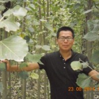 供應(yīng)毛白楊5到8公分一級(jí)苗