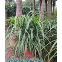 供應(yīng)：龍血樹