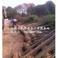 安徽肥西烏桕價(jià)格10-15公分、180元一棵