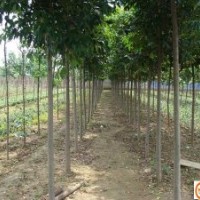 白蠟?zāi)档な駠?guó)槐垂柳饅頭柳西府海棠紫薇榆葉梅