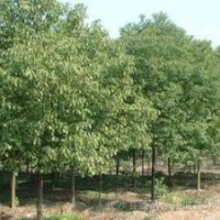 安徽合肥（肥西）香樟（2-20cm)