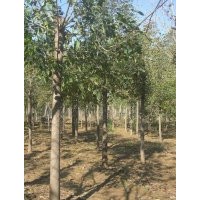 供應(yīng)國(guó)槐、白蠟、法桐、毛白楊、金葉榆、柳樹(shù)