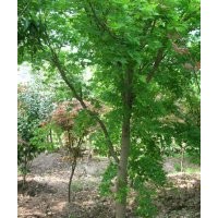 農戶供應玉蘭，雞爪槭，五針松等