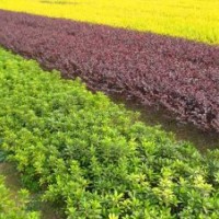 供應(yīng)多種果樹苗木，占地苗，工程苗木