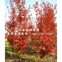 河南桃楓園林大量供應美國紅楓，量大從優(yōu)！
