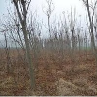 現(xiàn)在欒樹價格 米徑5-6-8公分欒樹報價 欒樹價格