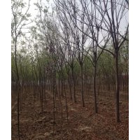 現(xiàn)在12公分南欒多少錢 現(xiàn)在15公分南欒多少錢