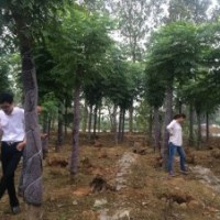 15公分欒樹 15公分截桿欒樹價格 益陽綠鑫園林