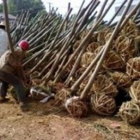 苗圃供應5-7公分欒樹價格 欒樹價格 樸樹價格