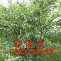 供應(yīng)金銀木，賣金銀木，金銀木批發(fā)，出售金銀木