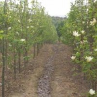 七葉樹價格基地七葉樹