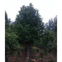 三角楓、紫玉蘭、黃櫨、北欒、白玉蘭、紅玉蘭、