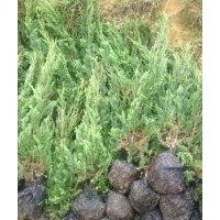 處理各種綠化樹苗大中小福建塔柏/紅花繼木/紅葉石楠