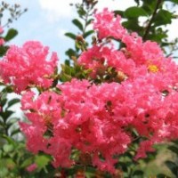 白蠟?zāi)档な駠?guó)槐垂柳饅頭柳北美西府海棠叢生玫瑰紅紫薇榆葉梅