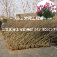 江蘇紫薇工程苗3公分紫薇苗樹形一致當(dāng)年生1米高紫薇苗大量供應(yīng)