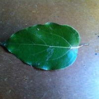 出售桂林直徑60 40 50樟樹 15-20直徑桂花樹