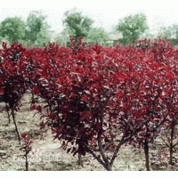 山西運城紫葉矮櫻