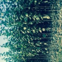 大量出售毛白楊2-2.5公分