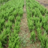 供應：西湖海棠，蜀檜、龍柏，紅葉小檗、金葉女貞