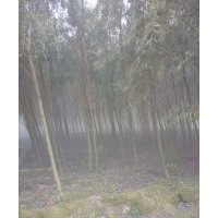 長期大量供應(yīng) 金絲柳 金絲垂柳