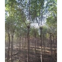 大量供應(yīng) 速生柳 垂柳 金絲柳 國槐 金葉榆 香花槐