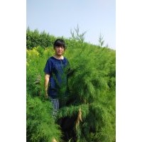 供鹽松（速生檉柳）