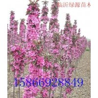 亞當(dāng)海棠，道格海棠，鉆石海棠，紅瑪瑙海棠