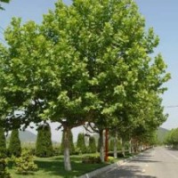 法桐樹_法桐樹價格_法桐樹種植技術(shù)